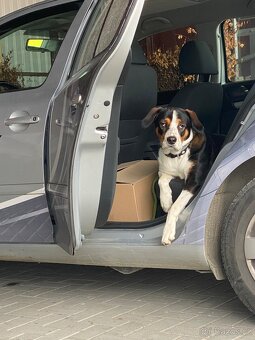 Daruji pejska křížence - 2