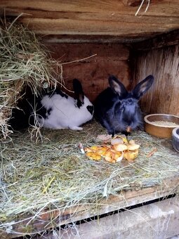 Králíci - 2