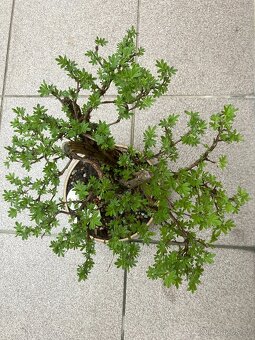 Bonsai, Bonsaj, mochna křovitá - 2