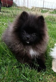 Štěňata Pomeranian - 5 měsíců - 2