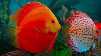 Tetra Discus Granules - 2 druhy granulí pro terčovce - 2