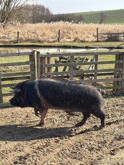 Prase Kunekune - 2