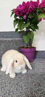 Minilop - ❤️zakrslí beránci❤️ - 2