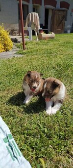 Štěňátka Sheltie/Šeltie s PP - 2