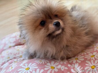 Pomeranian Štěňátko - 2