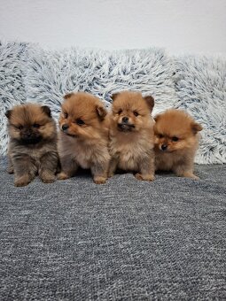 Pomeranian - 2