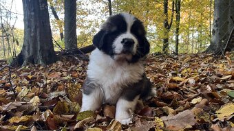 Moskevský strážní pes - štěně s rodokmenem FCI - 2