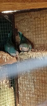 Mníšek šedý modrá mutace - 2