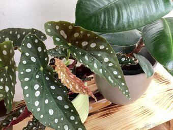 Begonie Maculata - 2