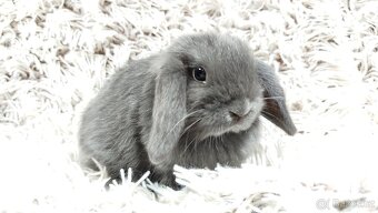 Zakrslý beránek, králíček, králík - KVIDO - 2