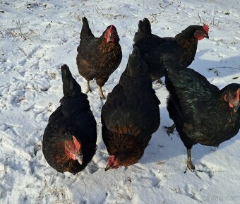 Slepice až do kurníku, 16-18 týdnů - 2