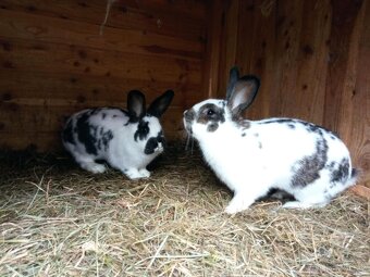 Králíci - 2