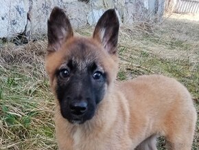 Bo malinois stenata - 2