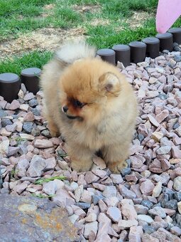 Pomeranian boo - 2