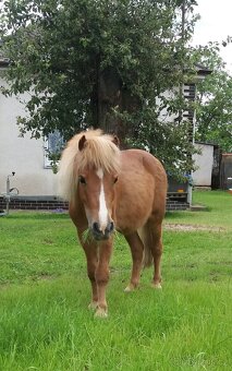Pony - 2