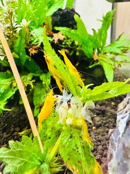 Neocaridina Davidi var. Yellow Sakura - 2
