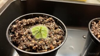 Drosera Burmannii - 2