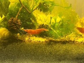 Krevetky oranžové Orange sakura - Neocaridina davidi - 2