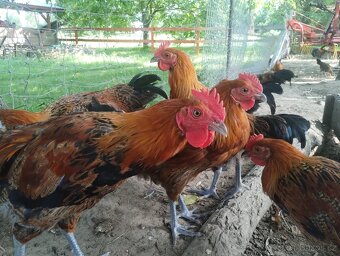Česká zlatá kropenka - 2