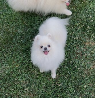 Pomeranian s PP - 2