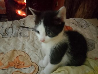 Daruji dobře vychovaná koťátka - 2