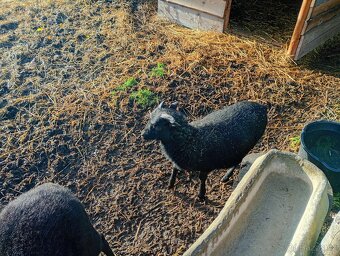 Ovce kamerunská - 2