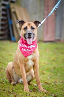 Sebastian - velký temperamentní pes, 6 let - 2