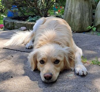 Daruji krásného a hodného psa - 2