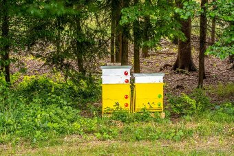 Prodej včel - 2