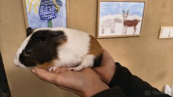 Morče, morčátko - sameček, narozen 12.8.2025 - 2