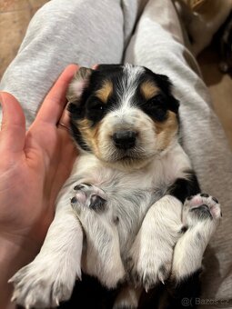 Kříženec bordelkolie - 2