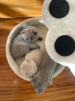 Britská koťátka - 2