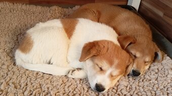 Kanaánský pes - štěně s PP, Canaan Dog puppy - 2