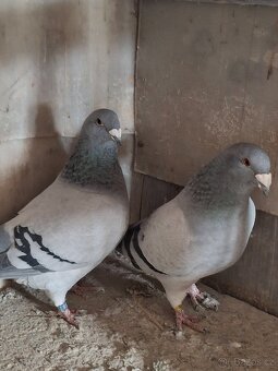 Prodej poštovních standardních holubů - 2