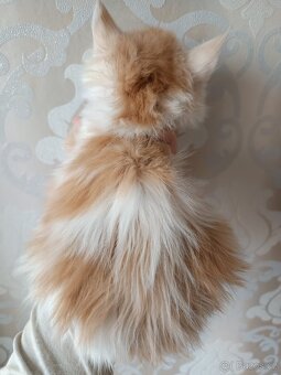 Mainská Mývalí bez PP - 2