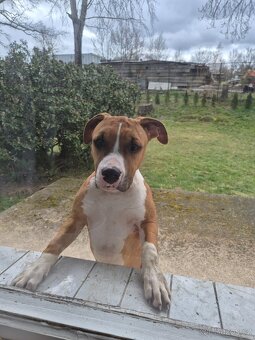 Americký stafordšírský teriér s PP - 2