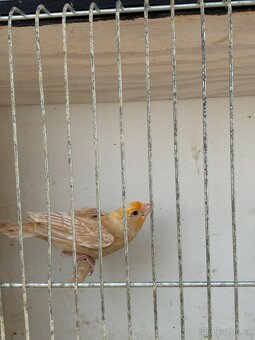 Hýl mexický opal - 2