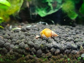 Piskořka hrbolkovitá (Melanoides granifera) - 2