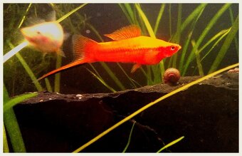 Poecilia Reticulata a Xiphophorus Helleri od 700 do 2.500 ks - 2