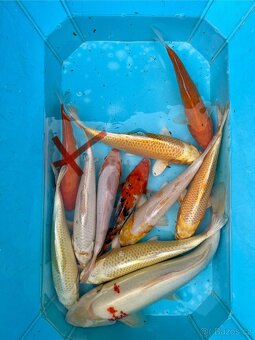 Koi kapři - 2