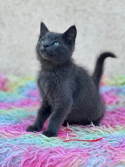 Koťátka ragdoll x brit - 2