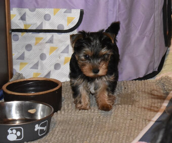 Jorkšírský teriér-bez PP krásný kluk je k odběru - 2