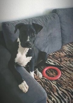 Americký stafordširský teriér - 2