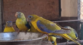 Neoféma tyrkysová žltobruchý škoricový opalín - 2