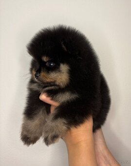Štěňata pomeraniana s PP FCI - 2
