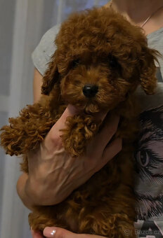 pudel 100% toy girl boy - 2