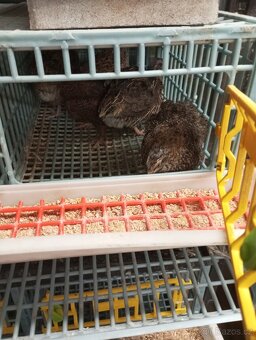 Prodám křepelky - 2