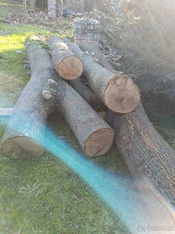 Prodám kmeny jasanu - 2