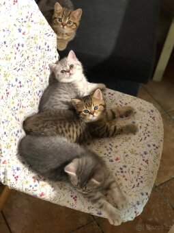 Britská koťátka s PP - 2