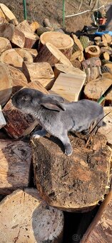 Samice králíka - 2